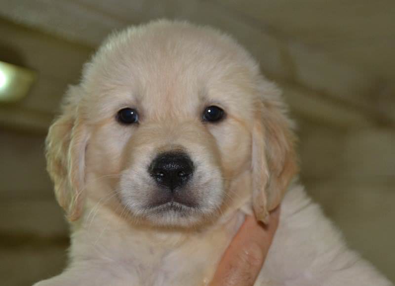 10710937_566421263486291_6282786137135043302_n_1