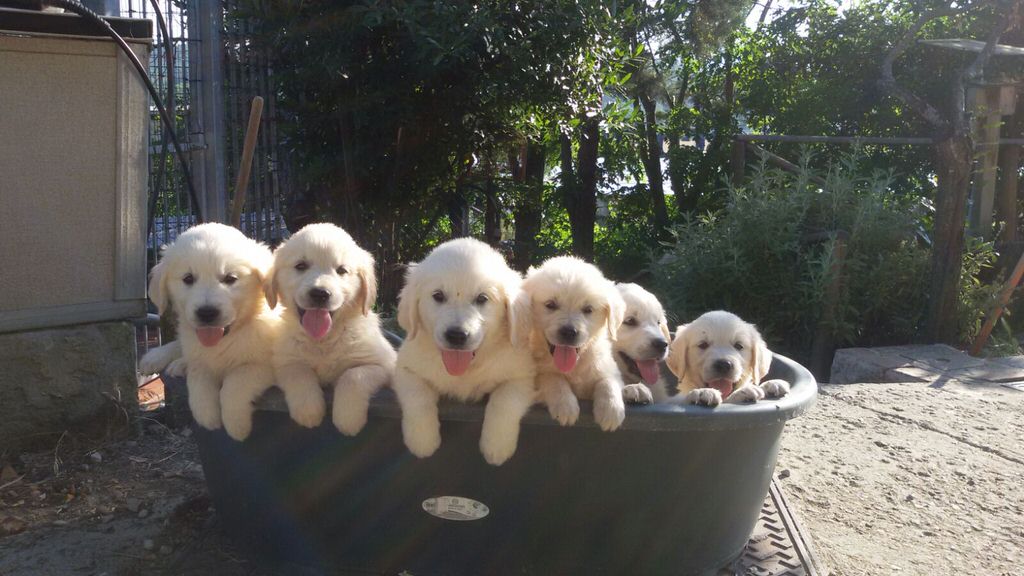 IMG-20160628-WA0001_1