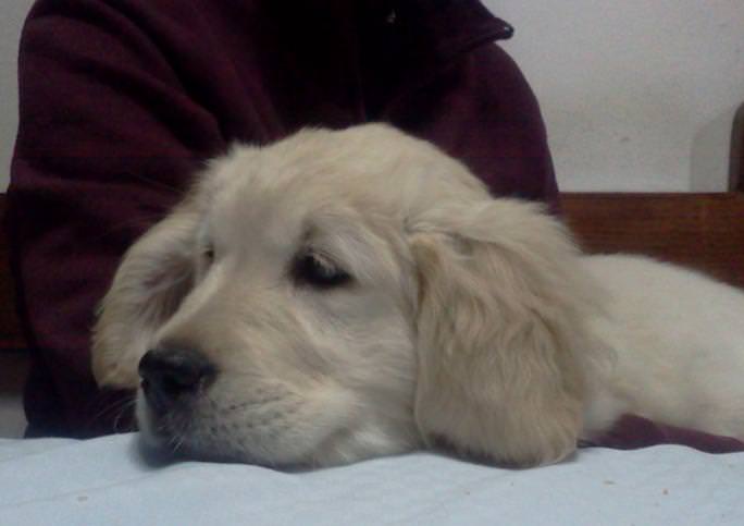 goldenretriever_whisky_1